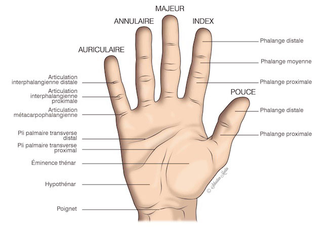 Paume de la main : définition, schéma